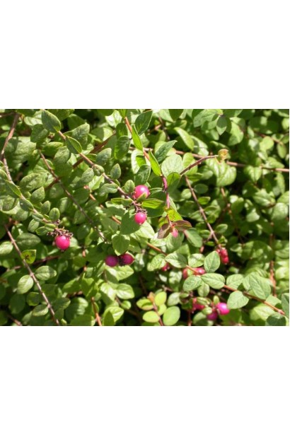 Саджанець Hancock – невибагливий у догляді для декоративних посадок.