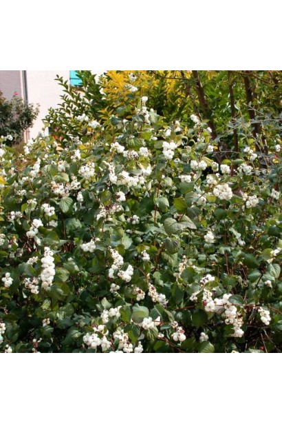 Symphoricarpus Doorenbosii Mother of Pearl – хороший акцент для ландшафтного дизайна