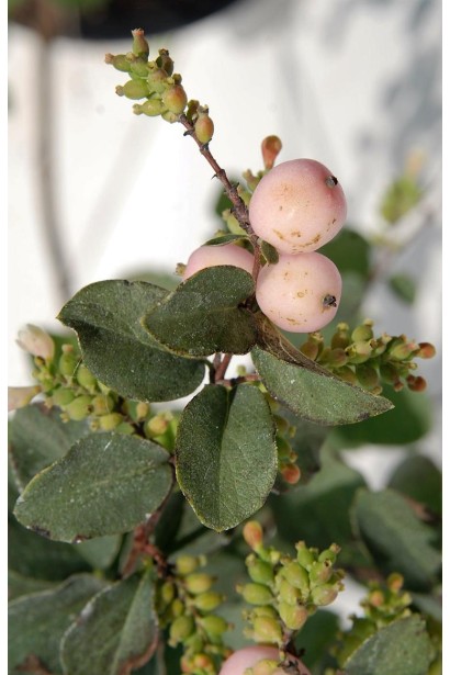 Снежноягодник Доренбоза Мазер оф Перл