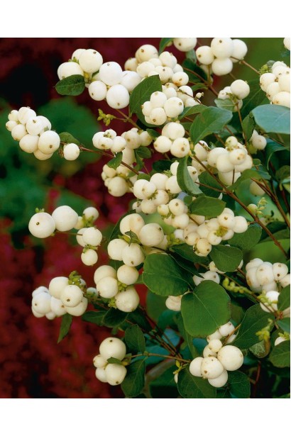 Symphoricarpus Mother of Pearl – розовые ягоды остаются зимой