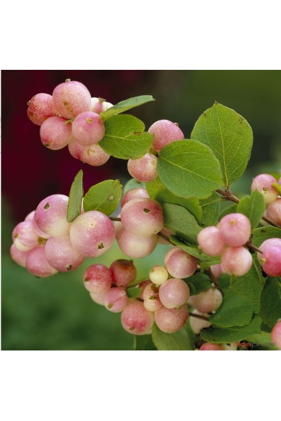 Symphoricarpos Mother of Pearl – куст с нежно-розовыми ягодами