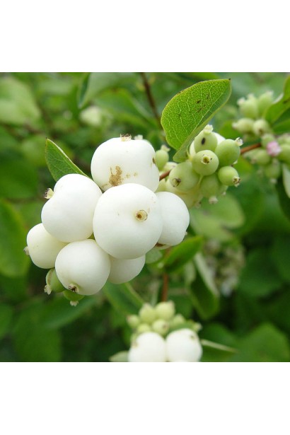 Снежноегодник Мазер оф Перл – мелкие белые цветы летом