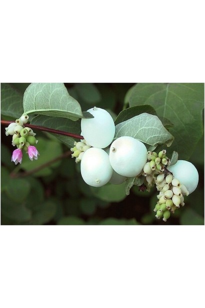 Снежноягодник Мазер оф Перл – белые цветы сменяются розовыми ягодами.