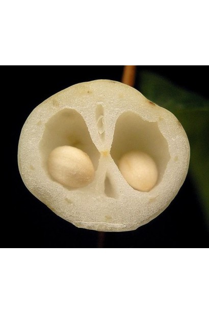 Снежноягодник Доренбоза Мазер оф Перл