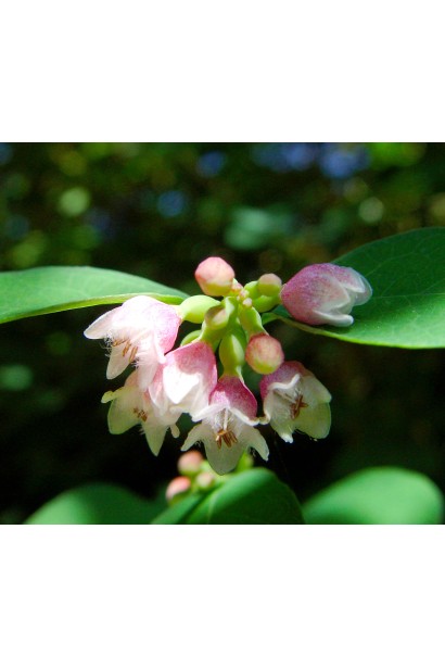 Symphoricarpus Mother of Pearl – ароматные цветы в период цветения