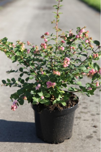 Саженец снежноягодника Мазер оф Перл – готов к посадке