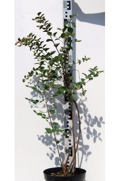 Саженец снежноягодника в контейнере 5л/90см/Ø40см