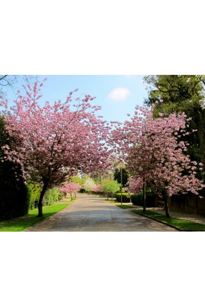 Сакура дрібнопильчаста Роял Бургунді – стильне дерево для алеї