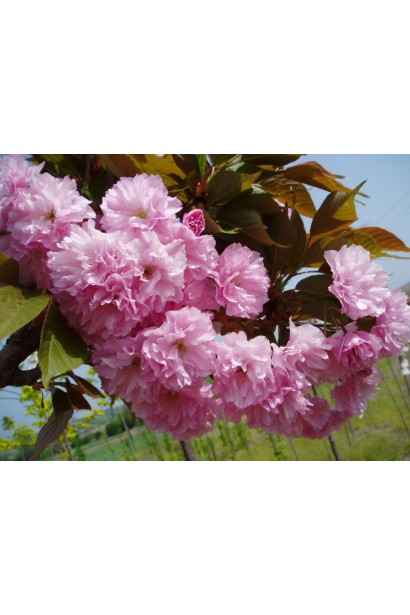 Сакура Роял Бургунді – темно-рожеві пелюстки на штамбі