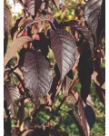 Сакура мелкопильчатая Роял Бургунди на штамбе | Сакура дрібнопильчаста Роял Бургунді на штамбі | Prunus serrulata Royal Burgundy on shtambe