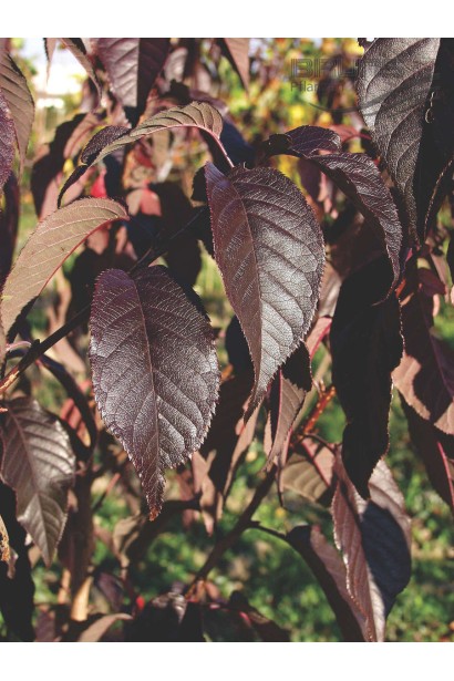Листя дерева Сакури дрібнопильчастої Роял Бургунді