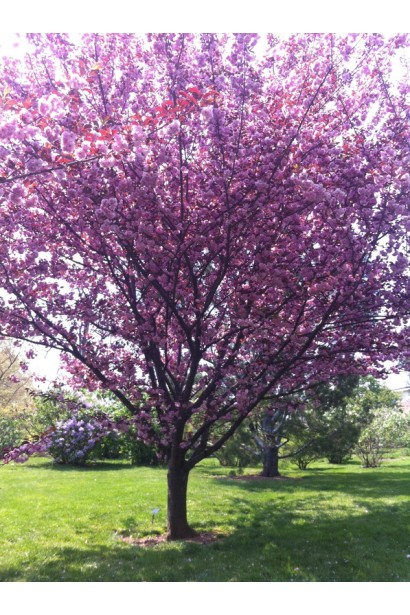 Сакура Роял Бургунді на штамбі – контрастна окраса саду