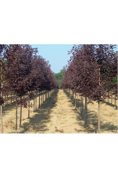 Сакура дрібнопильчаста Роял Бургунді на штамбі