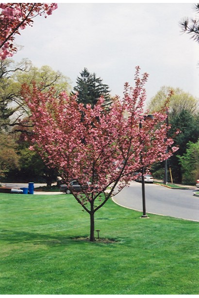 Prunus serrulata Royal Burgundy – декоративна краса в саду