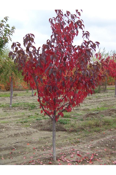 Prunus serrulata Royal Burgundy – витончене штамбове дерево