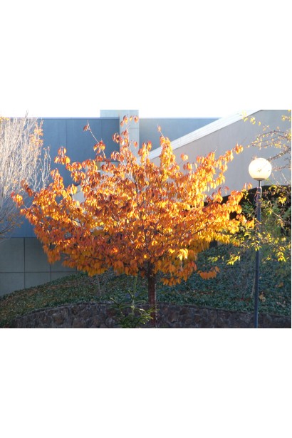 Prunus serrulata Royal Burgundy – насичені кольори восени