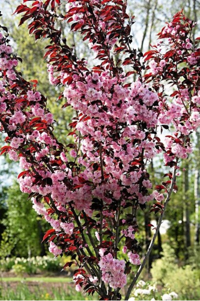 Prunus Royal Burgundy on shtambe – глибокий колір весни