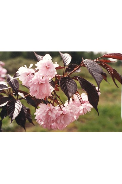 Сакура Роял Бургунді – королівський вигляд у квітучому саду