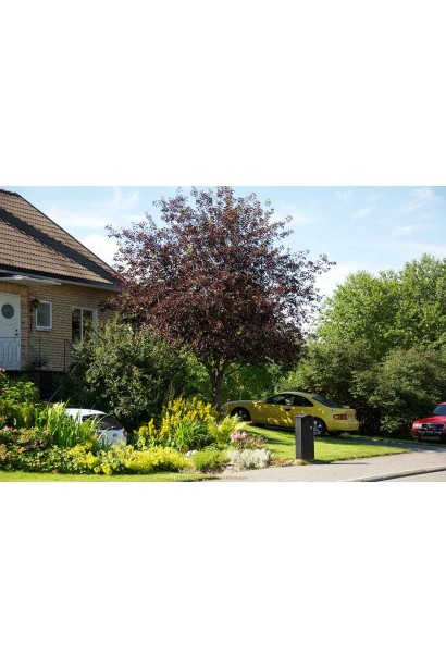 Вишня віргінська Шуберт штамб в ландшафті