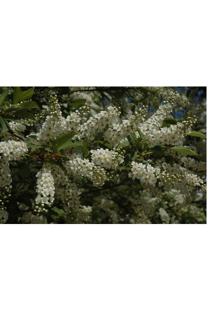 Вишня віргінська Шуберт рясне цвітіння