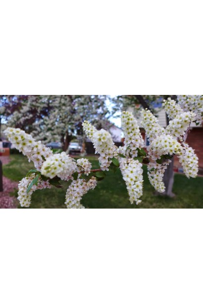 Вишня віргінська Шуберт кисті білих квітів