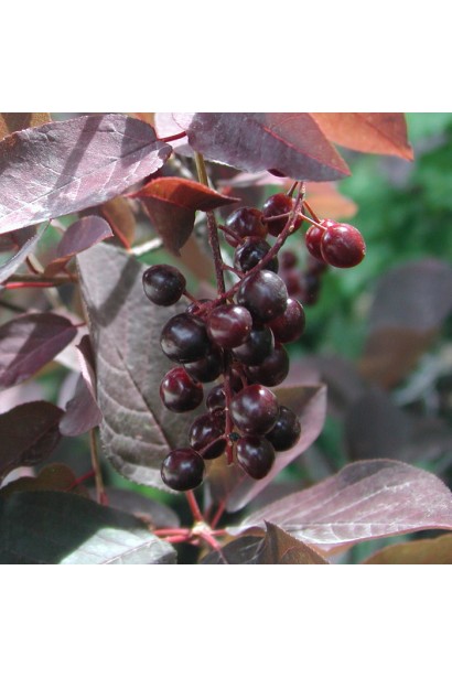 Вишня віргінська Шуберт темно-червоні плоди