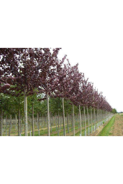 Слива віргінська Шуберт на штамбі 