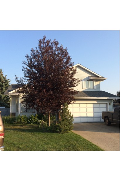 Черемха віргінська Шуберт на штамбі 