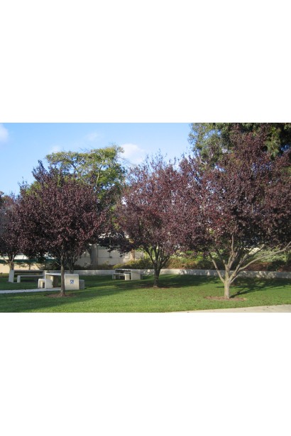 Вишня віргінська Шуберт на штамбі в парковій зоні