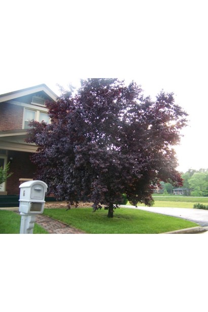 Вишня віргінська Шуберт темно-пурпурова влітку