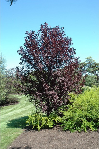 Черемха червонолиста Шуберт