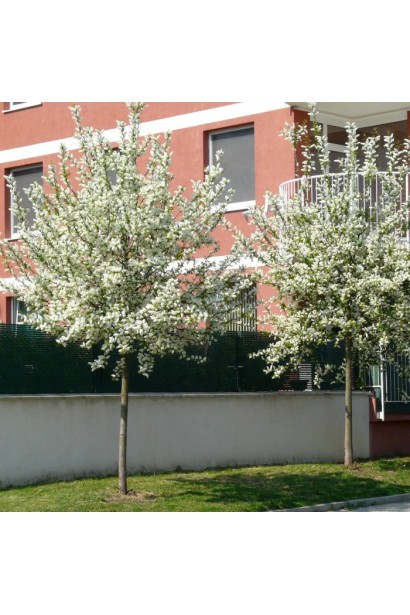 Вишня віргінська Шуберт на штамбі цвітіння