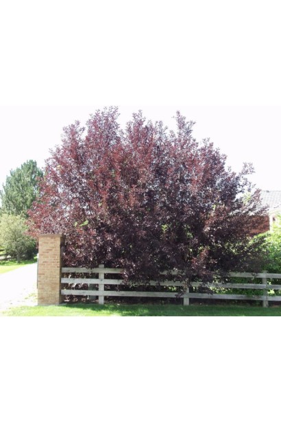 Prunus virginiana Schubert on shtambe