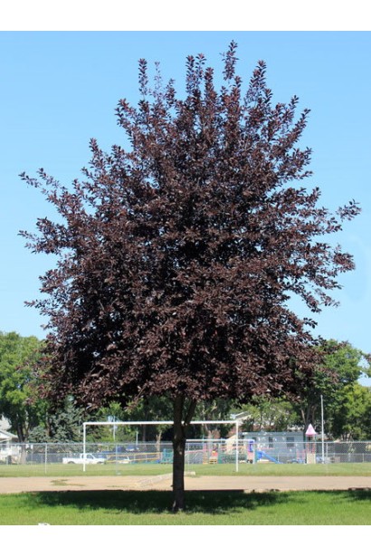 Вишня/Слива/Черемха віргінська Шуберт на штамбі 