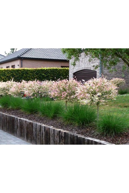 Ива Хакуро-Нишики на штамбе рядовая посадка