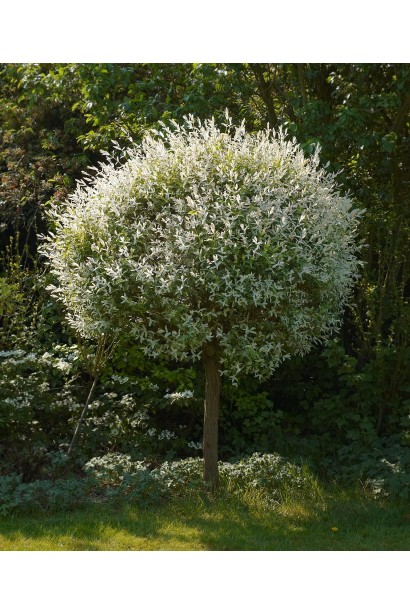 Ива цельнолистая Хакуро-Нишики на штамбе