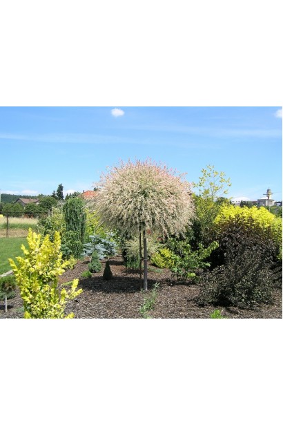 Ива Хакуро-Нишики привита на штамб