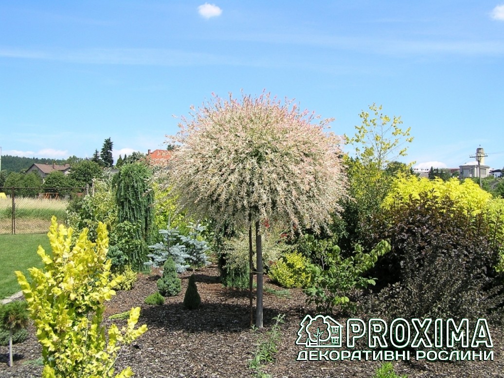  Salix Integra 