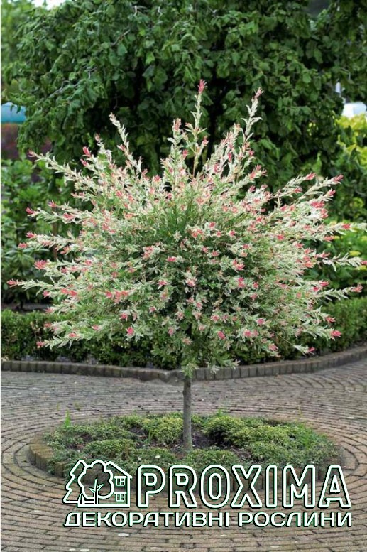  Salix Integra 