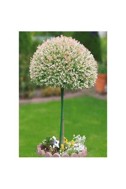 Ива цельнолистная японская Хакуро-Нишики на штамбе