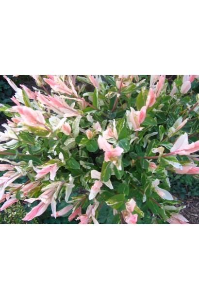 Розовые молодые листья ивы Хакуро Нишики