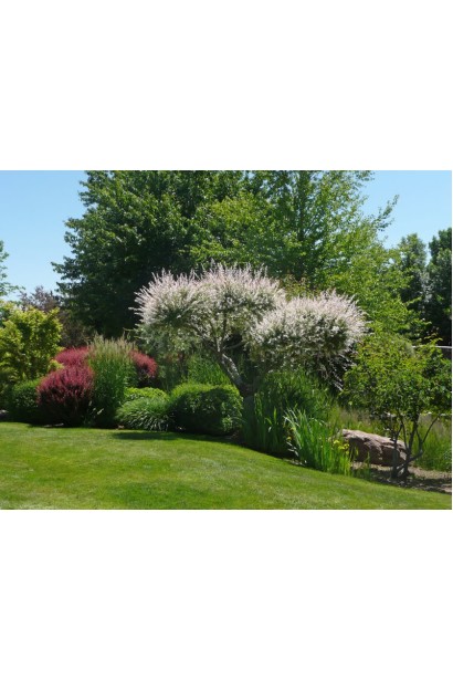 Ива цельнолистая японская Хакуро-Нишики на штамбе бонсай