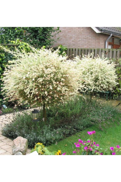 Использование Ивы Хакуро-Нишики на штамбе в ландшафтном дизайне