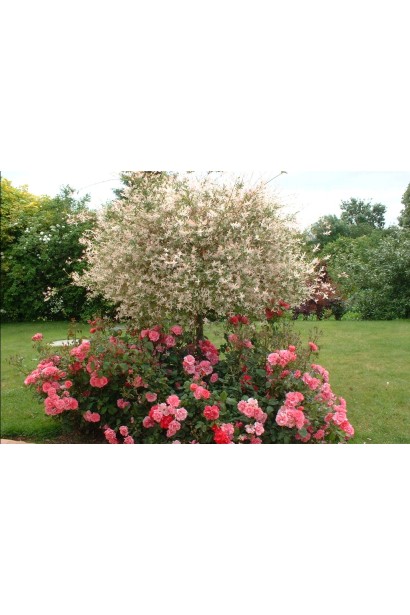 Salix integra Hakuro-Nishiki shtamb