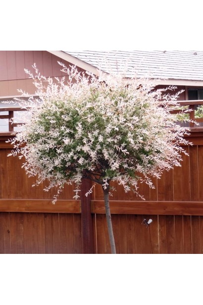 Ива Хакуро-Нишики привитая форма