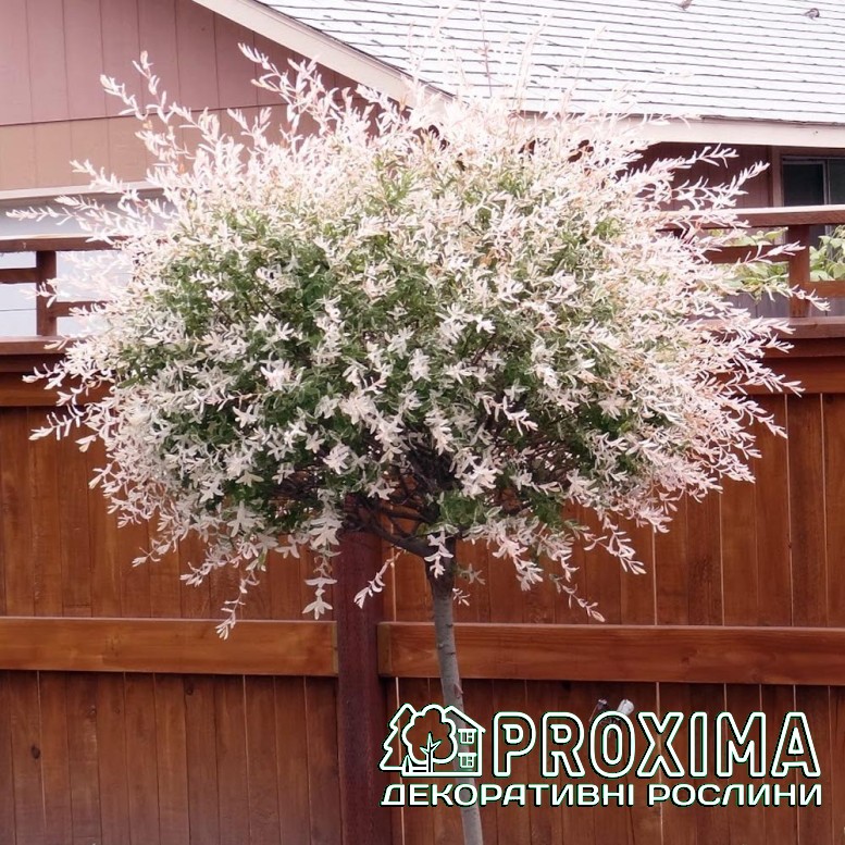  Salix Integra 