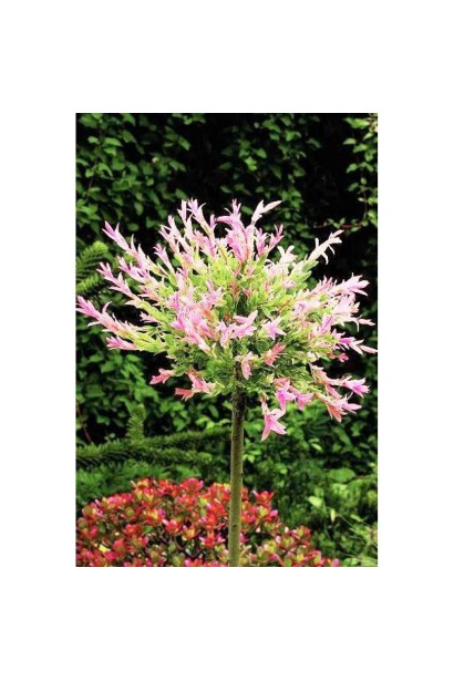 Ива Hakuro-Nishiki штамб