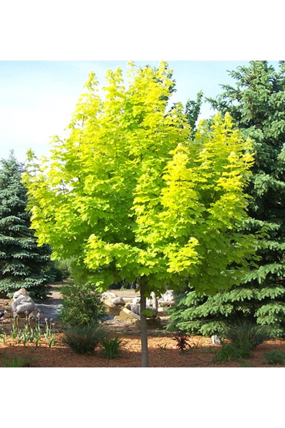 Клен остролистный Princeton Gold