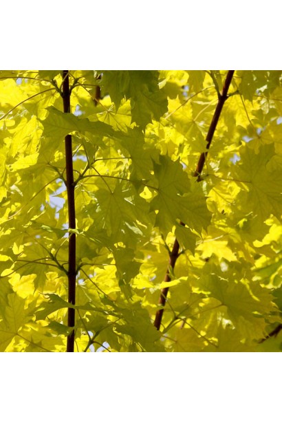 Клен Принцетон Голд молодые золотисто-желтые листья