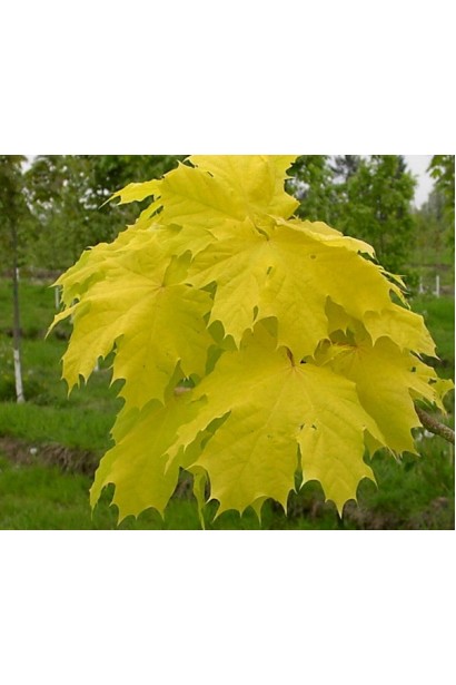 Клен желтый Принцетон Голд
